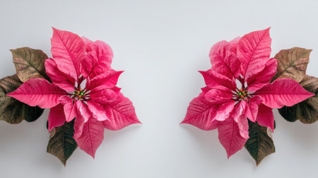 Beautiful pink poinsettia flowers with lush green leaves create a cheerful and vibrant arrangement, ideal for enhancing holiday decor and festive celebrations.の素材