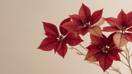 A stunning close-up of exquisite red poinsettia flowers beautifully arranged against a soft background, perfect for enhancing festive decor with elegance and charm.の素材
