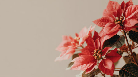 This captivating close-up showcases vibrant red poinsettia flowers against a soft neutral backdrop, ideal for holiday decorations and nature-inspired themes.の素材