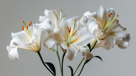A stunning arrangement of elegant white lilies showcases soft petals and vibrant stamens, perfect for adding a touch of natural beauty to any space or design project.の素材