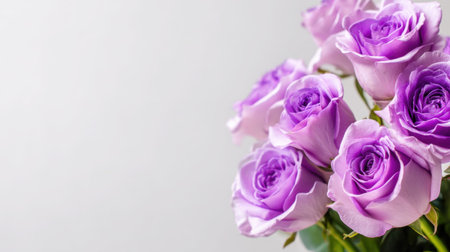 A stunning display of lavender roses captures the essence of elegance and romance. Perfect for decorative use in various projects that celebrate beauty and nature.の素材