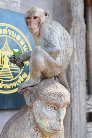 monkeyの写真素材