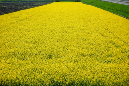 Golden rapeseed field, agricultural landscapeの写真素材