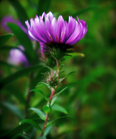 Intense vertical closeup of a bright purple, magenta flower, likely a type of aster, captured with shallow depth of field. Soft green bokeh. Perfect for themes of gardening, nature, beauty, tranquility, and seasonal flower displays.の写真素材