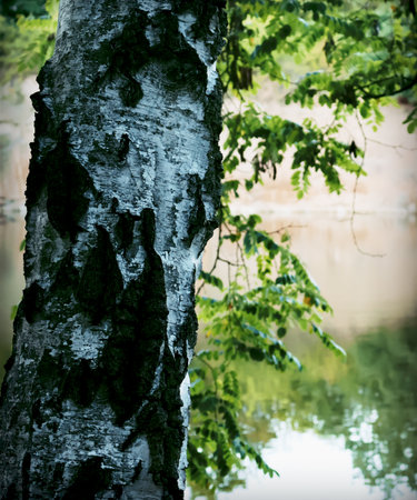 Striking vertical close-up of the rough, white and black bark of a birch tree, partially covered with dark green moss. Background shows blurred water and foliage. Ideal for themes of nature, ecology, texture, and tranquil forest scene.の写真素材