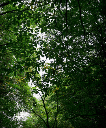 Vertical, dramatic view looking straight up through the dense, dark green canopy of forest trees. Patches of bright sky. Ideal for nature background, ecology themes, environmental concepts, freshness, and growth. Copy space available.の写真素材