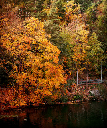 Dramatic view of a forest bank displaying intense orange and yellow autumn foliage over dark, calm...