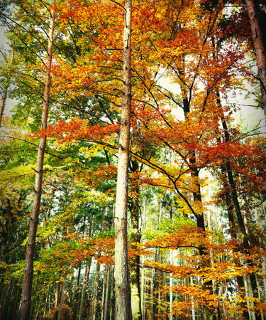 Looking up through the autumn forest at a canopy bursting with brilliant orange, yellow, and deep green leaves. The low-angle, vertical perspective emphasizes the towering tree trunks and the depth of the woods.の写真素材