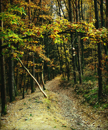 A deep, slightly dark forest path in autumn, lined with tall trees and covered in fallen leaves. Overhanging yellow and green branches frame the vertical shot, creating a mysterious, secluded atmosphere. Ideal for travel or wilderness concepts.の写真素材