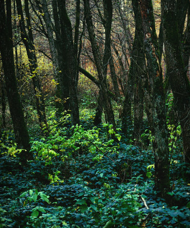 A dense, vertical shot of a dark forest interior characterized by thick, mossy tree trunks and a vibrant, lush undergrowth of dark green ivy and ground cover. The atmosphere is mysterious and quiet. Ideal for wilderness, drama, or nature concepts.の写真素材