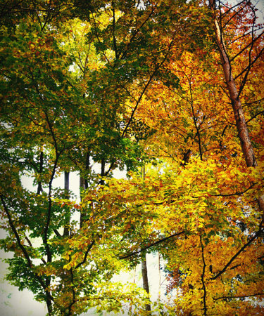 Looking up at the vibrant forest canopy where green leaves meet bright yellow and orange foliage during the transition to autumn. The vertical, high-contrast shot captures the dynamic beauty of the seasonal change. Ideal for environmental and transition themes.の写真素材