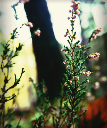 Detailed close-up (macro) of pink blooming Common Heather Calluna vulgaris in a forest setting. The shallow depth of field and bokeh background emphasize the delicate flowers and green stems. Perfect for wellness, herbal, or nature concepts.の写真素材