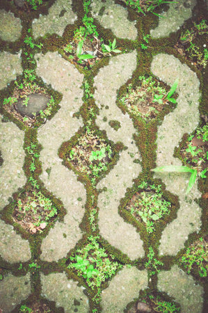 Cobblestone pavement with moss growing between stonesの写真素材