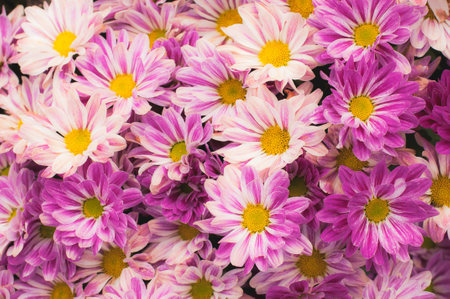 Close up flowers background colorful  purple Gerbera flowering in garden,Summer or Spring day...