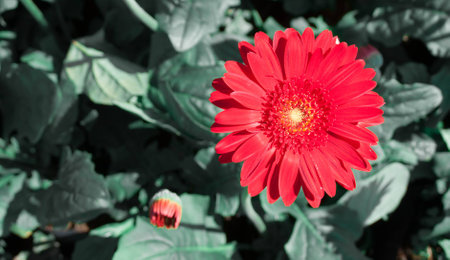 Close up of red Gerbera bloom on black background created with filter effect copy space conceptの写真素材