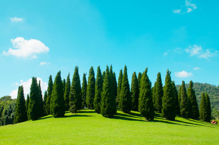 Beautiful landscape with green pine tree in garden,at blue sky backgroundの写真素材