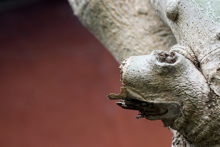 Nature made a wooden animal faceの写真素材