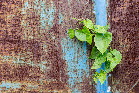 Blue iron background with some green leaves