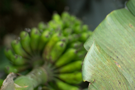 Banana tree with leaf in a focusの写真素材