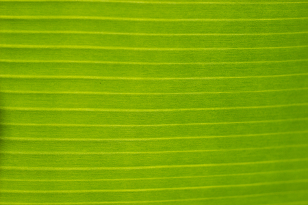 Horizontal stripes on a green banana palm leaf backgroundの写真素材