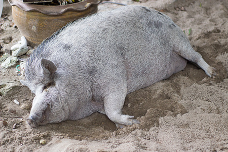 Huge fat female boar sleeping on sand and watching dreamsの写真素材