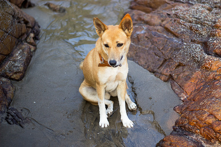 Young dog sitting between two rocks on the beach in Indiaの写真素材