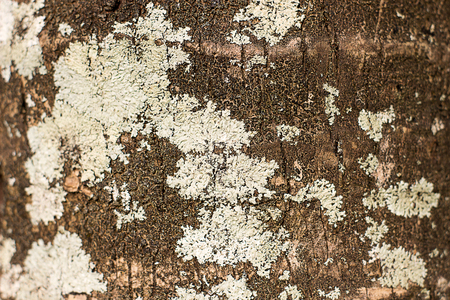 tree bark with moss close up texture backgroundの写真素材