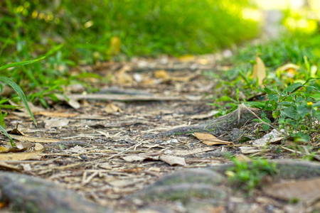 Walking road in a forest with sunlight for journeyの写真素材