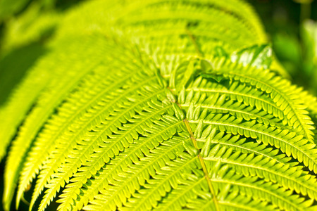 Green natural fern leaf pattern background on sunny dayの写真素材