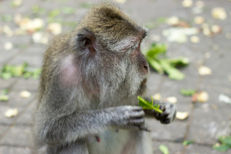 Monkey watching somebody and does't want to give food to anyoneの写真素材