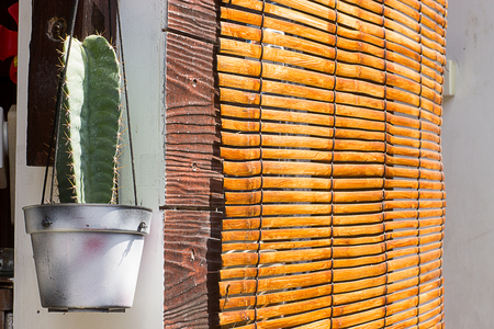 Green cactus in a bucked on the wall. Decoration indoor.の写真素材