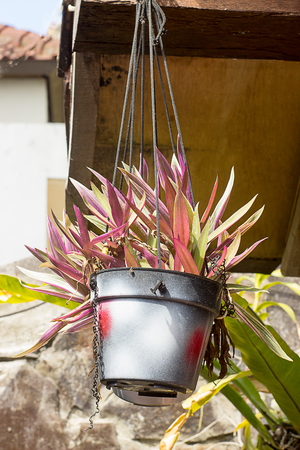 Natural green and pink leaves dracaena in a backet for garden decor on sunny dayの写真素材