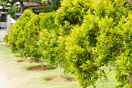 Green bushes in a line in a park. Garden concept.の写真素材