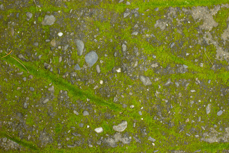 Rock and moss textured pattern background. Ecological concept.の写真素材