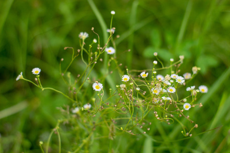 Wild chamomile flowers with green grass on back.の写真素材