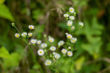 Wild beauty chamomile flowers for bouquet.の写真素材