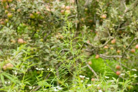 Green bush of medical cannabis in apple garden on sunny day.の写真素材