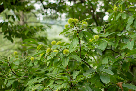 Green walnut plant with green maturation nuts. Wild forest.の写真素材
