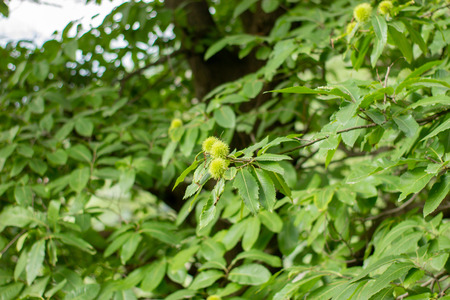 Green walnut plant with green maturation nuts. Sunny day.の写真素材