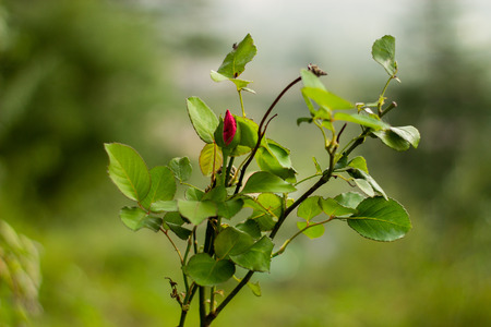 Beautiful red rose bud on branch with green blur background.の写真素材