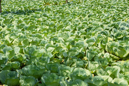 Green fresh cabbage field. Health vegetarian concept. Farm and plantation.の写真素材