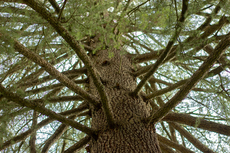 Tall green pinetree with branches in a forest in India.