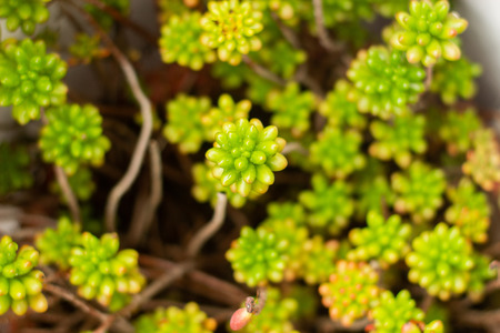 Crassulaceae. Stonecrop Family. Green natural home succulent macro.の写真素材
