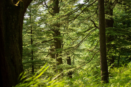 Green pinetree jungle forest with sunny light. Fantasy. Good morning.の写真素材