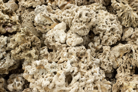 Grey dry coral texture. Environmental problem concept.の写真素材