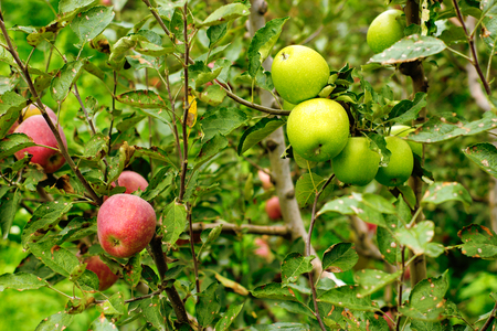 Green and red apples at the same tree. Health concept. Season for fruits.の写真素材