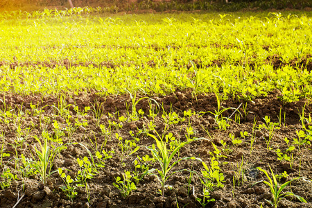Beds with young green sprouts in the sunlight. Organic concept.の写真素材