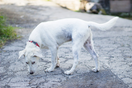 White lonely dog in a collar looks punished.の写真素材