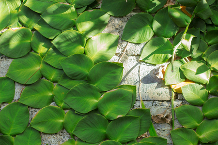 Green plants with big leaves climbing up the brick gray wall.の写真素材