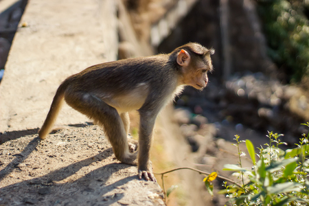 An inquisitive little monkey is watching someone belowの写真素材